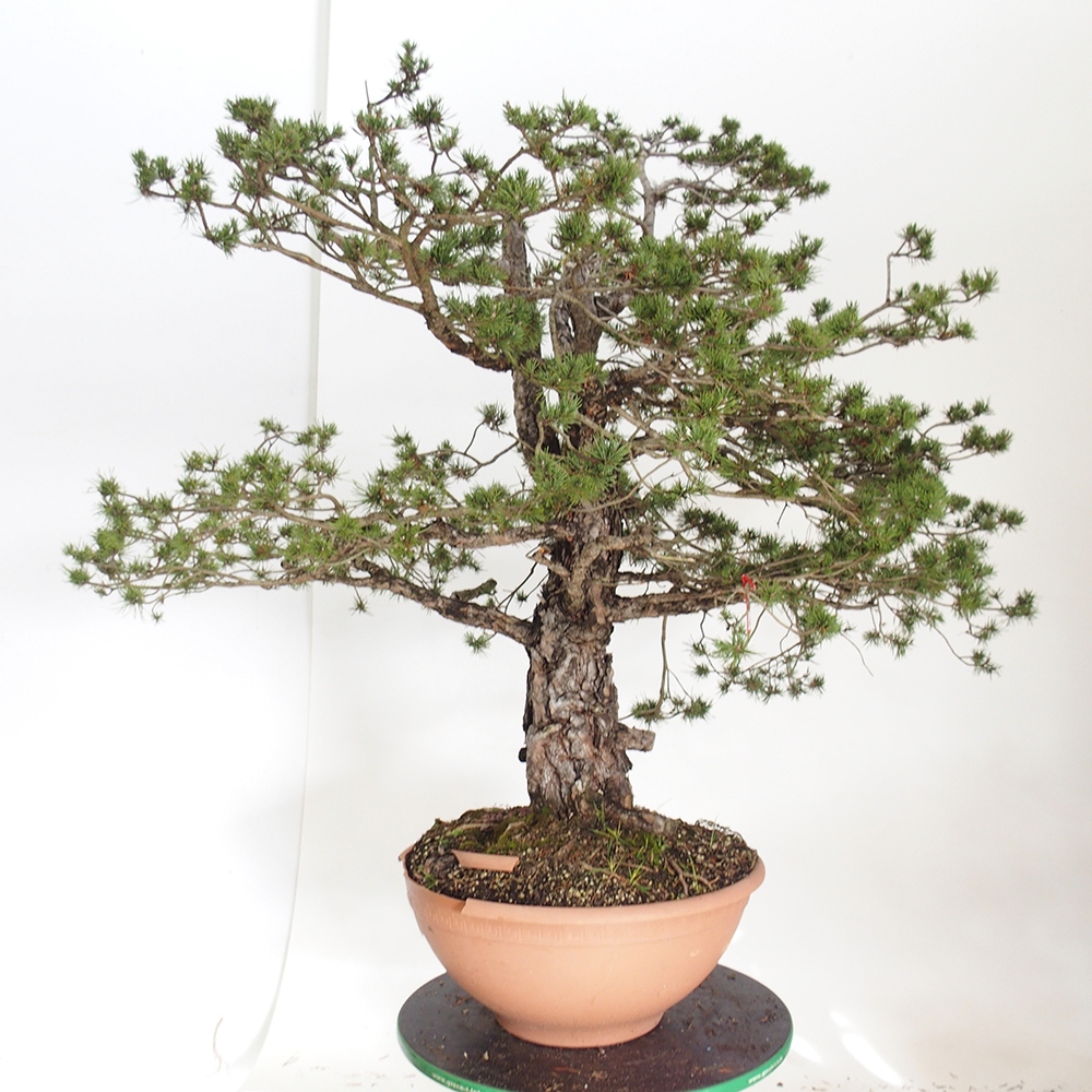 Yamadori - Pinus sylvestris Spagna