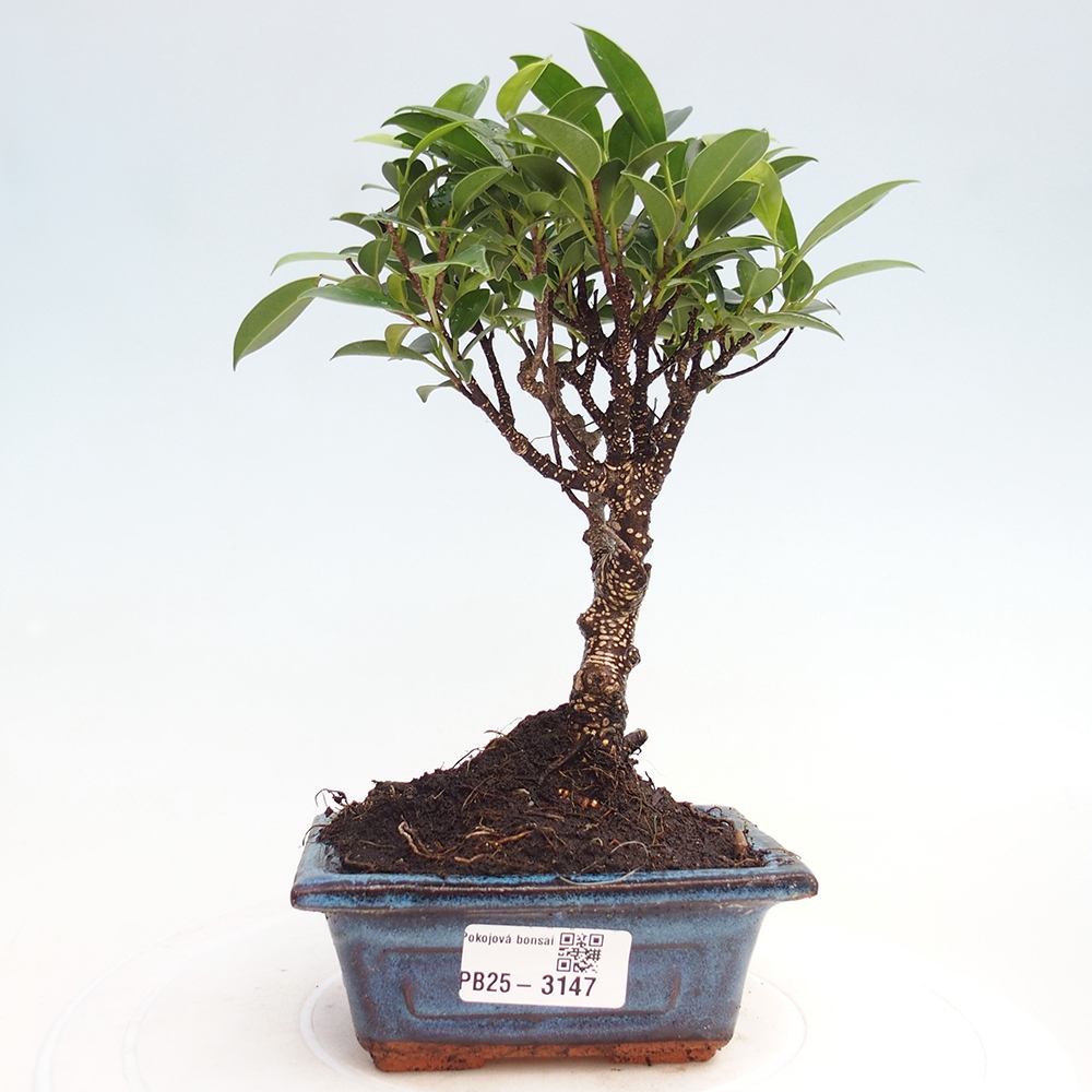 Camera bonsai Ficus retusa kimmen