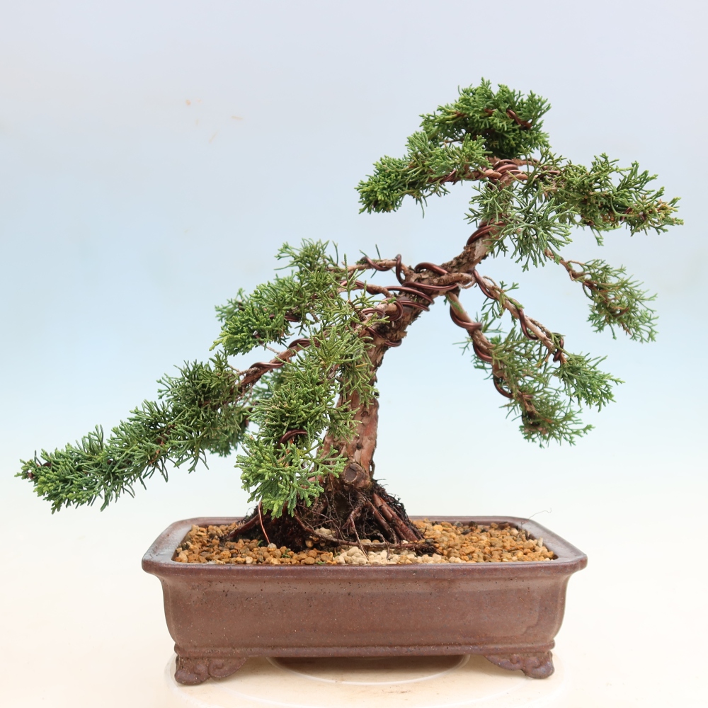 Bonsai da esterno - Juniperus chinensis Kishu