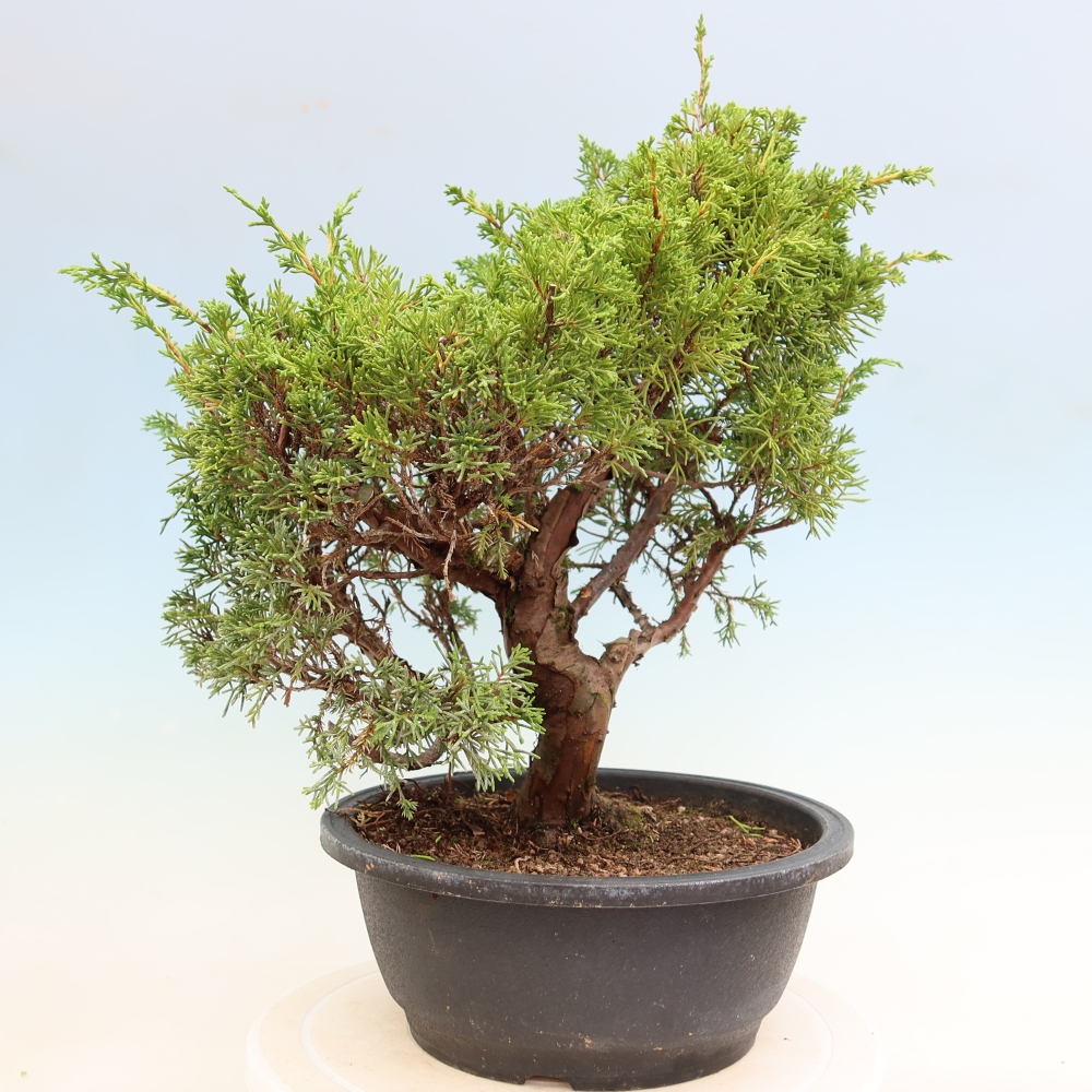 Bonsai da esterno - Juniperus chinensis Itoigawa-Juniperus chinensis