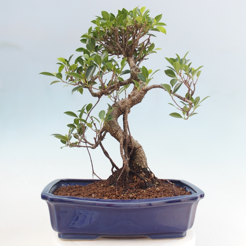 Camera bonsai - Ficus kimmen - ficus a foglie piccole
