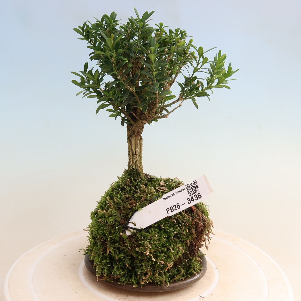 Kokedama con sottovaso - Buxus harlandii - bosso di sughero  