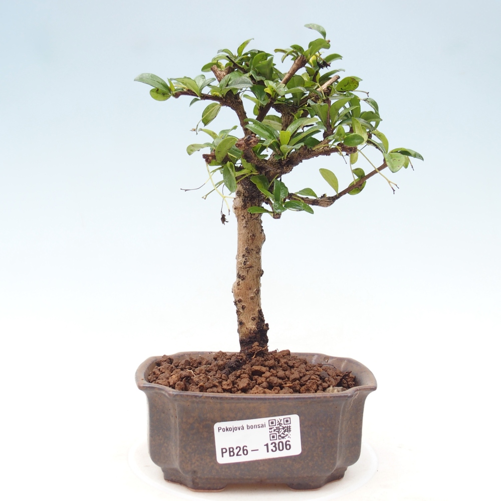 Camera bonsai - Carmona macrophylla - Tea fuki