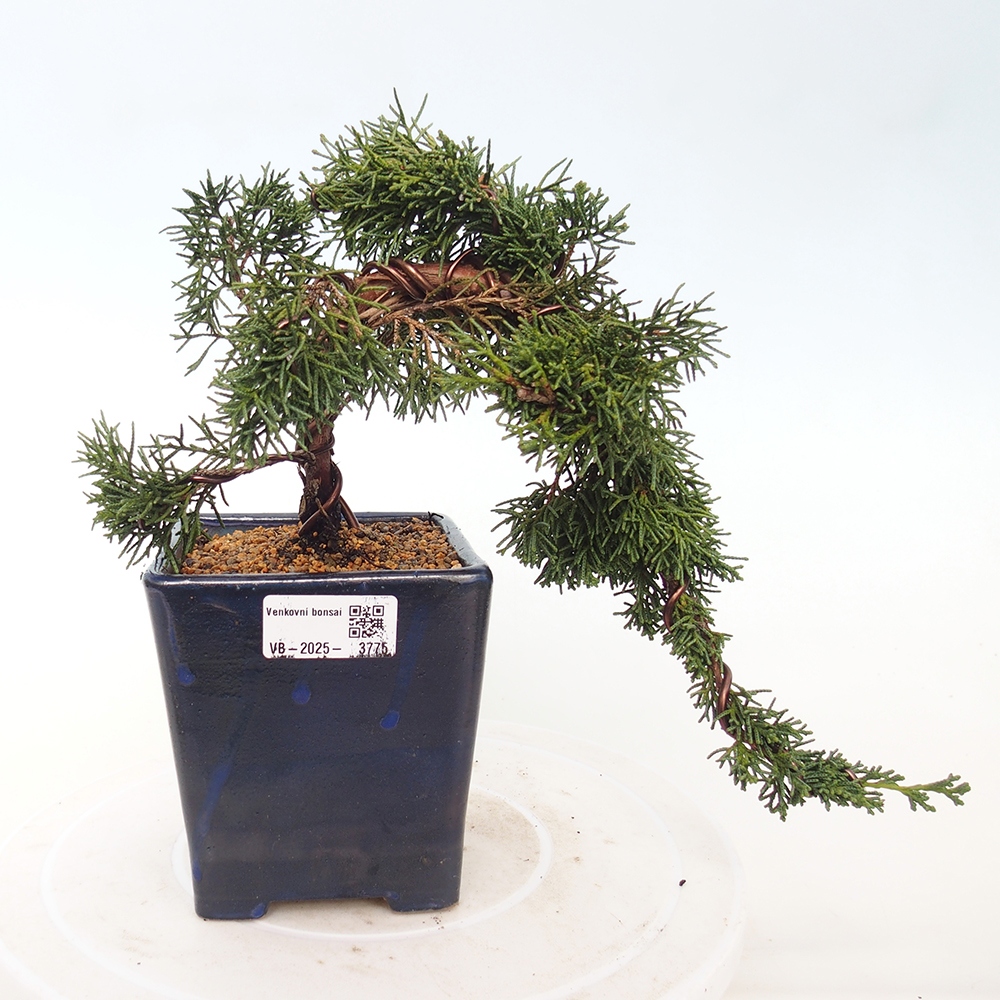 Bonsai da esterno - Juniperus chinensis Kishu