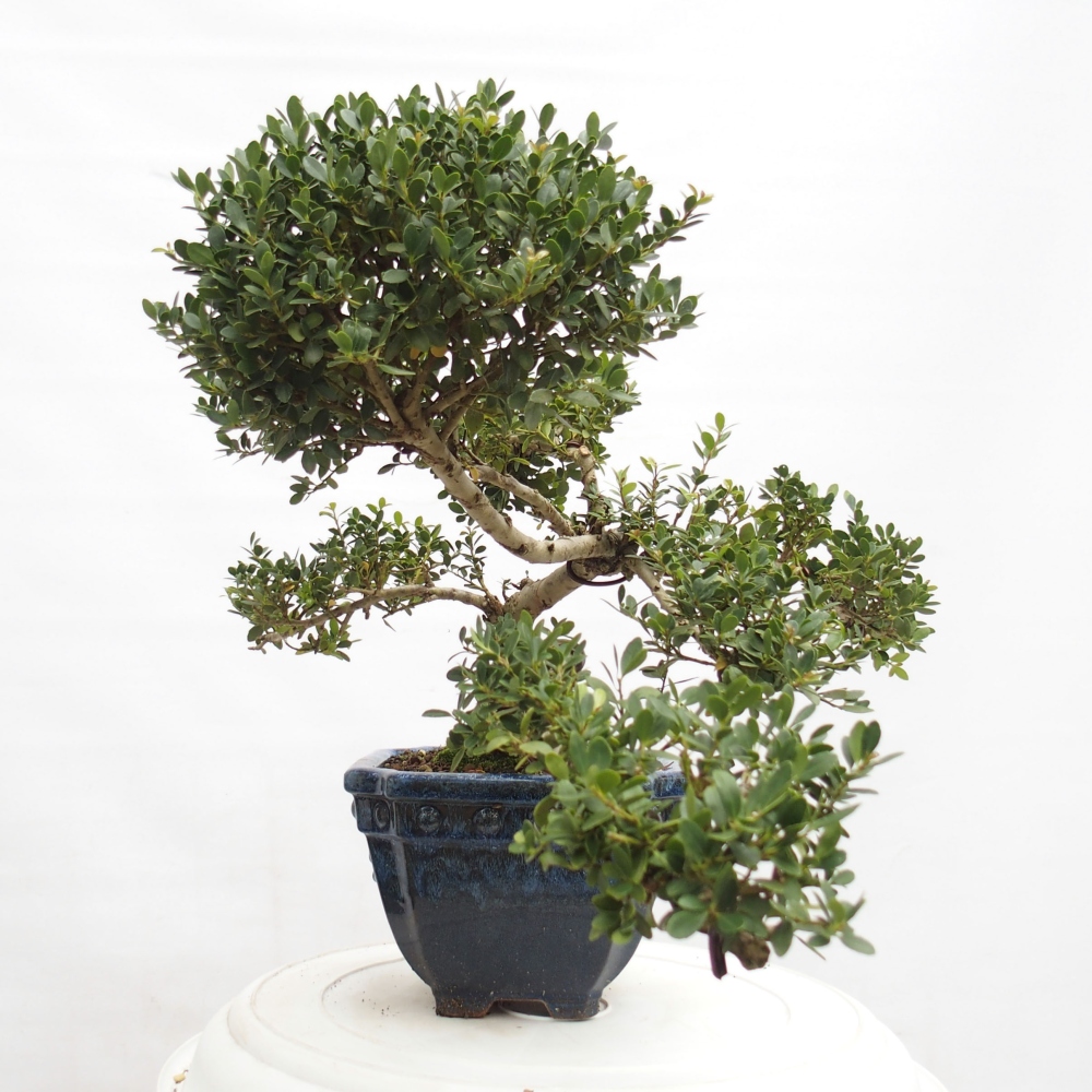 Camera bonsai - Ilex crenata - Agrifoglio
