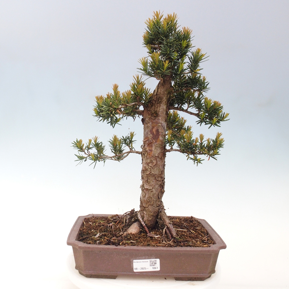 Bonsai da esterno - Taxus cuspidata - Tasso giapponese