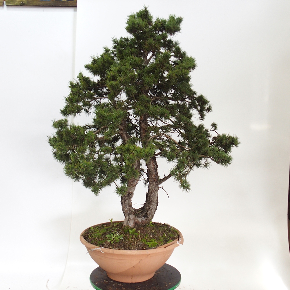 Yamadori - Pinus sylvestris Spagna