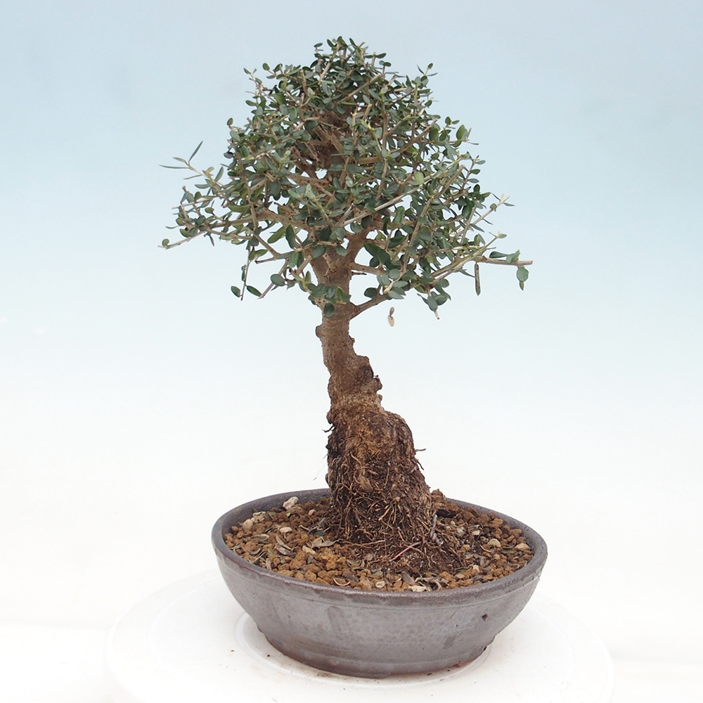 Bonsai da interno - Olea europaea sylvestris