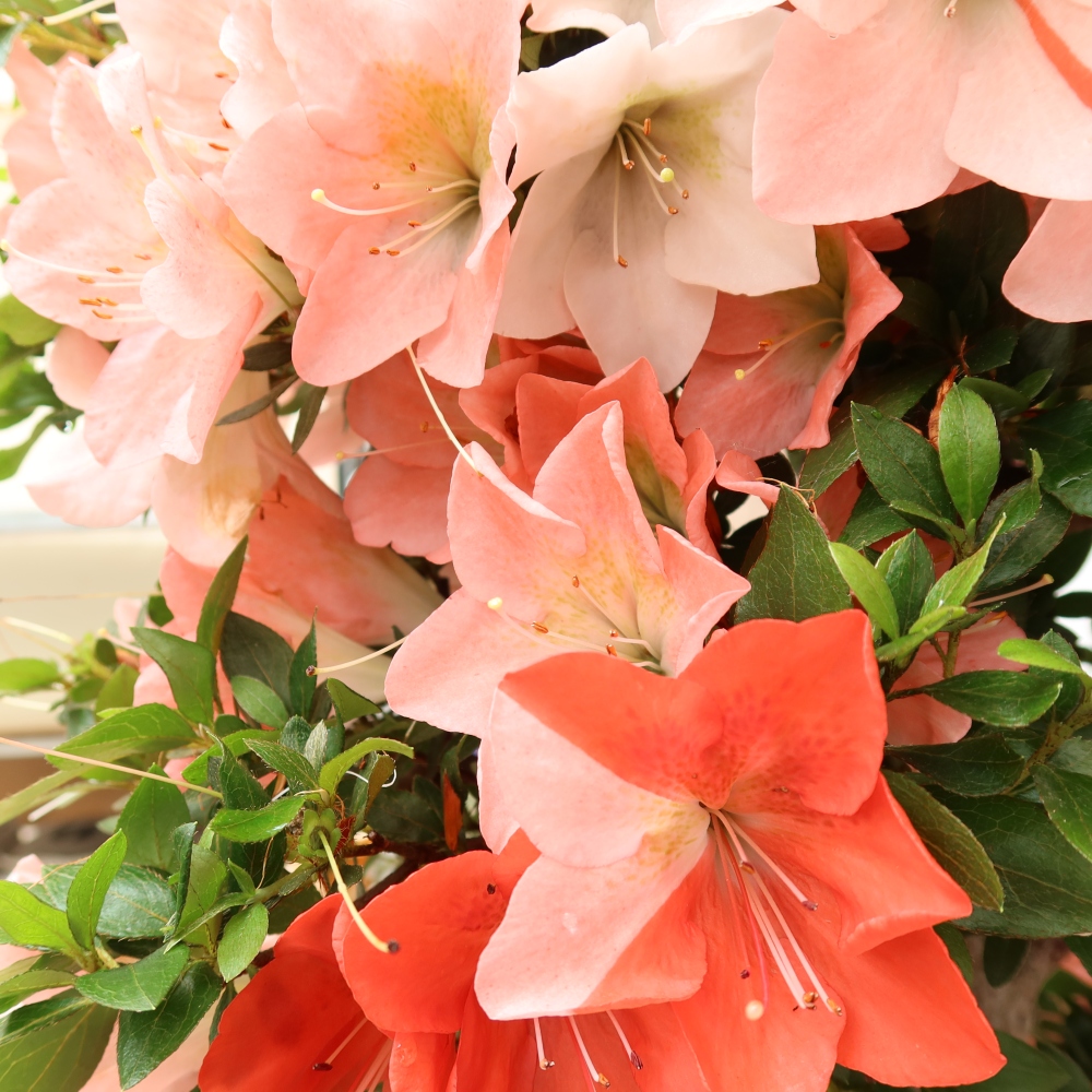 Bonsai da esterno - Azalea giapponese - Azalea Sansai