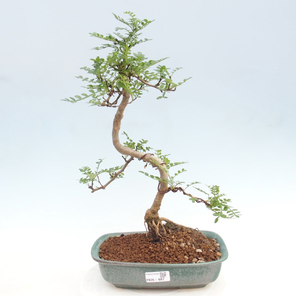Camera bonsai - Zantoxylum piperitum - albero del pepe