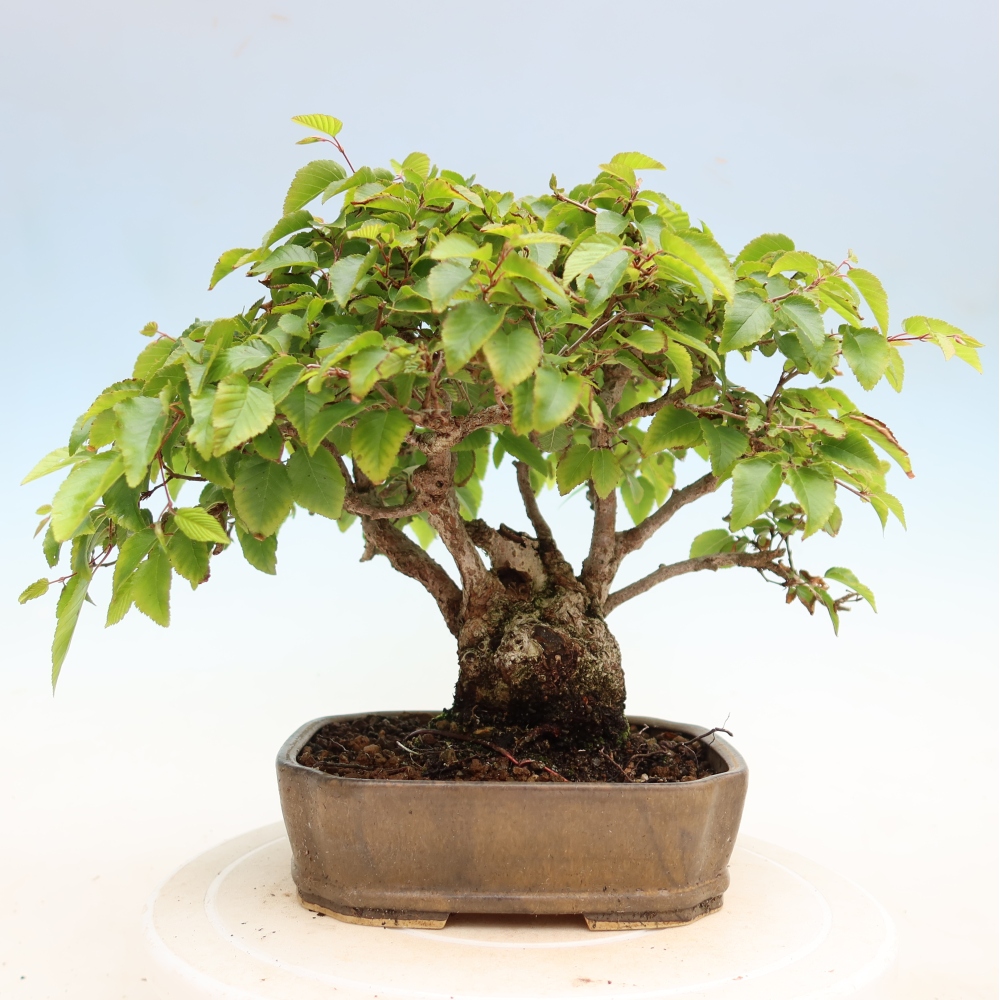 Bonsai da esterno -Carpinus Coreana - Carpino coreano
