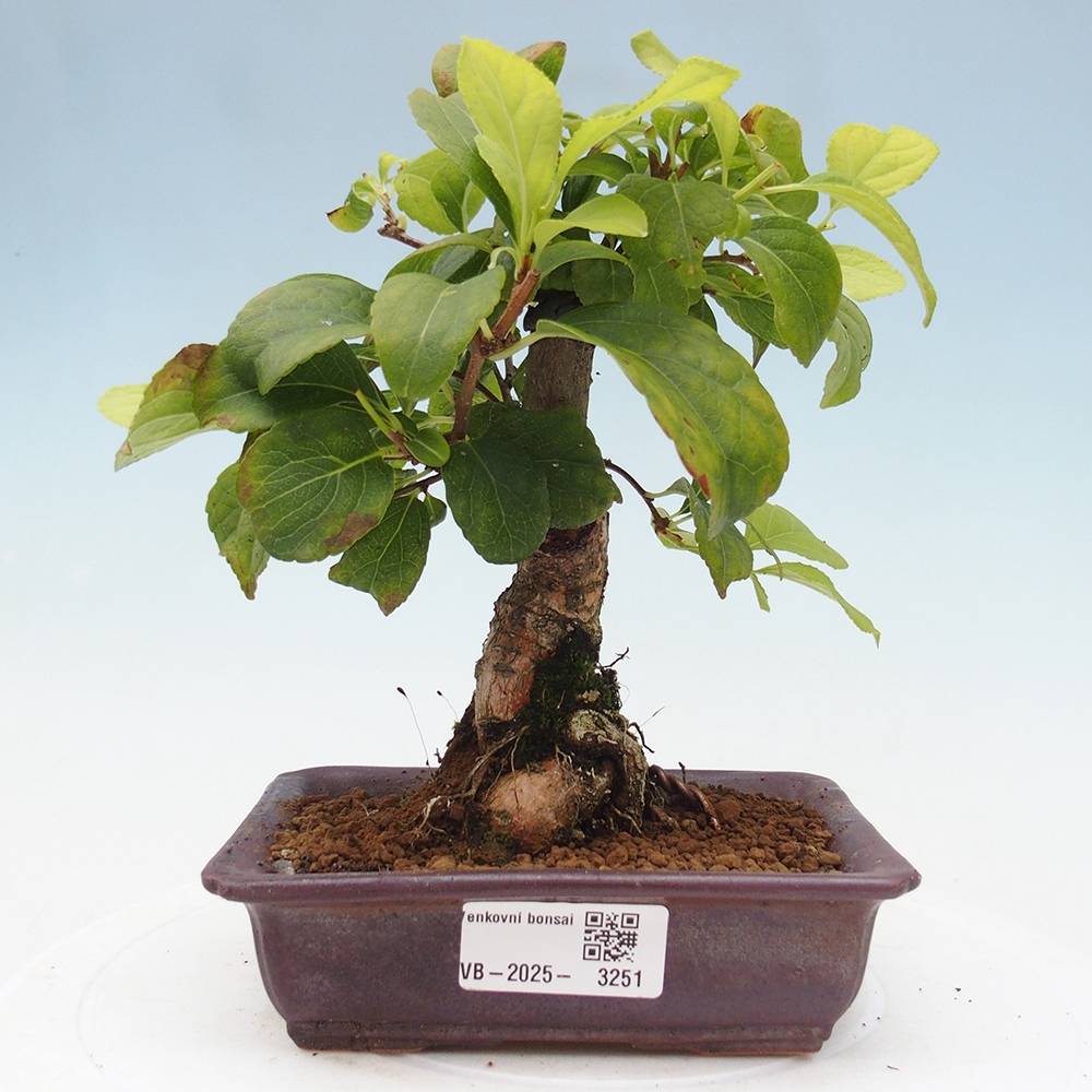 Bonsai da esterno - Celastrus orbiculatus