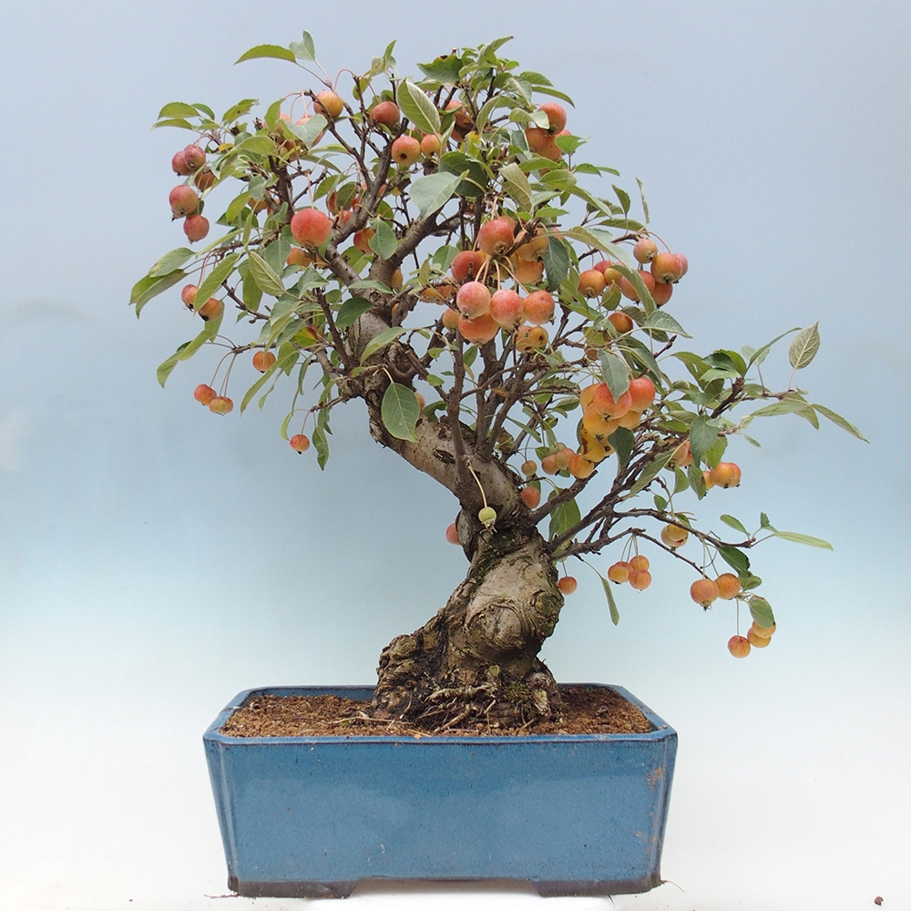 Bonsai da esterno -Malus halliana - Melo a frutto piccolo