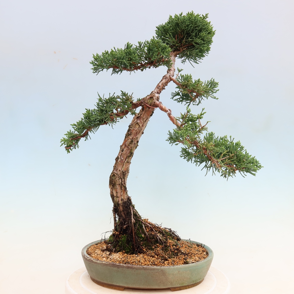 Bonsai da esterno - Juniperus chinensis Kishu
