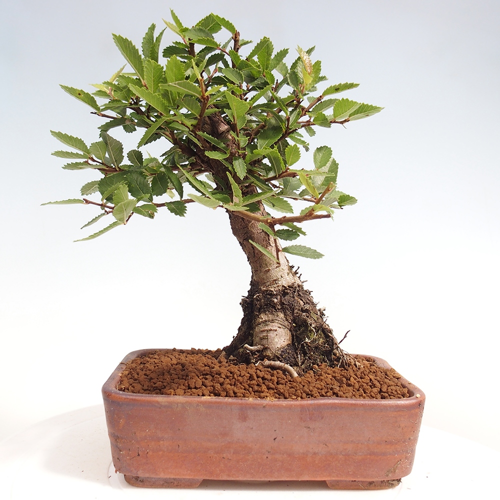 Bonsai da esterno - Zelkova - Zelkova NIRE