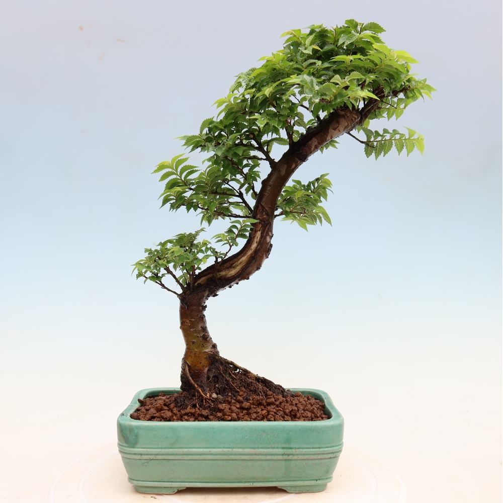 Bonsai da esterno - Ulmus Jacqueline Hillier - Olmo magnifico