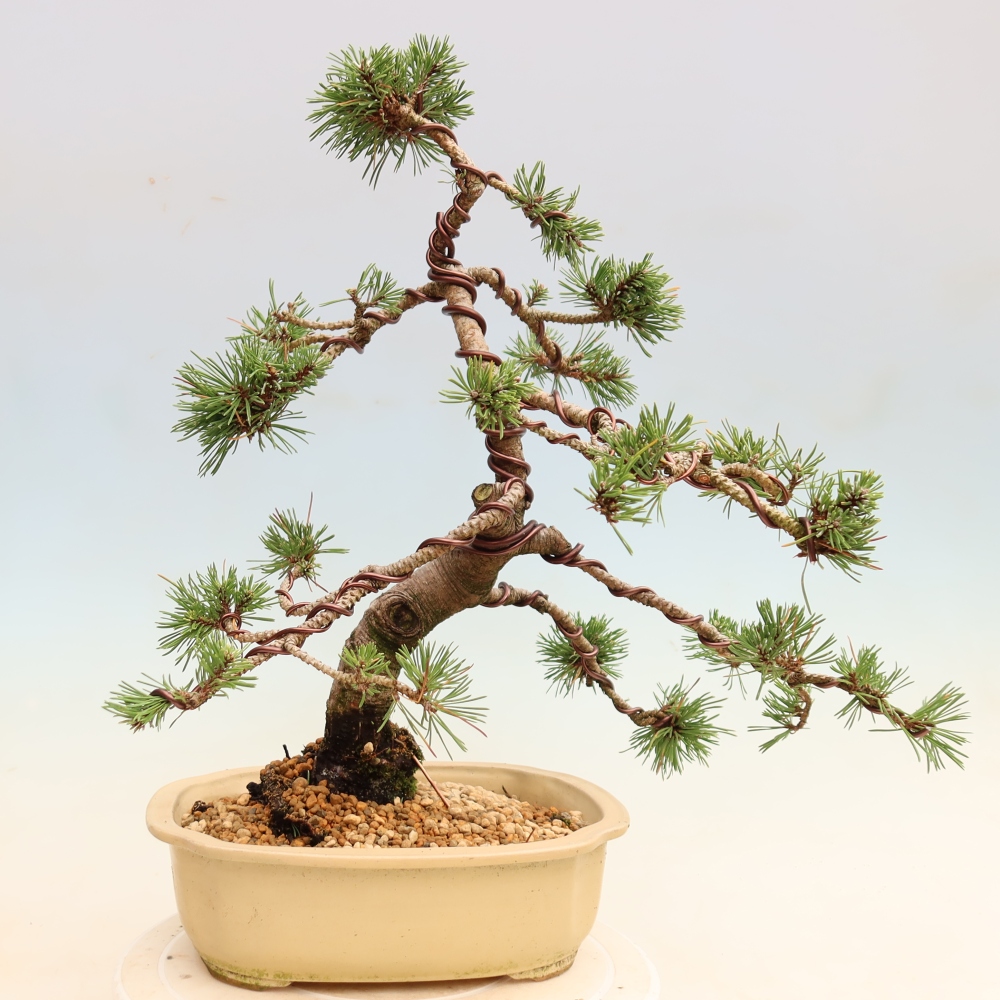 Bonsai da esterno - Pinus mugo Humpy  - Pino mugo