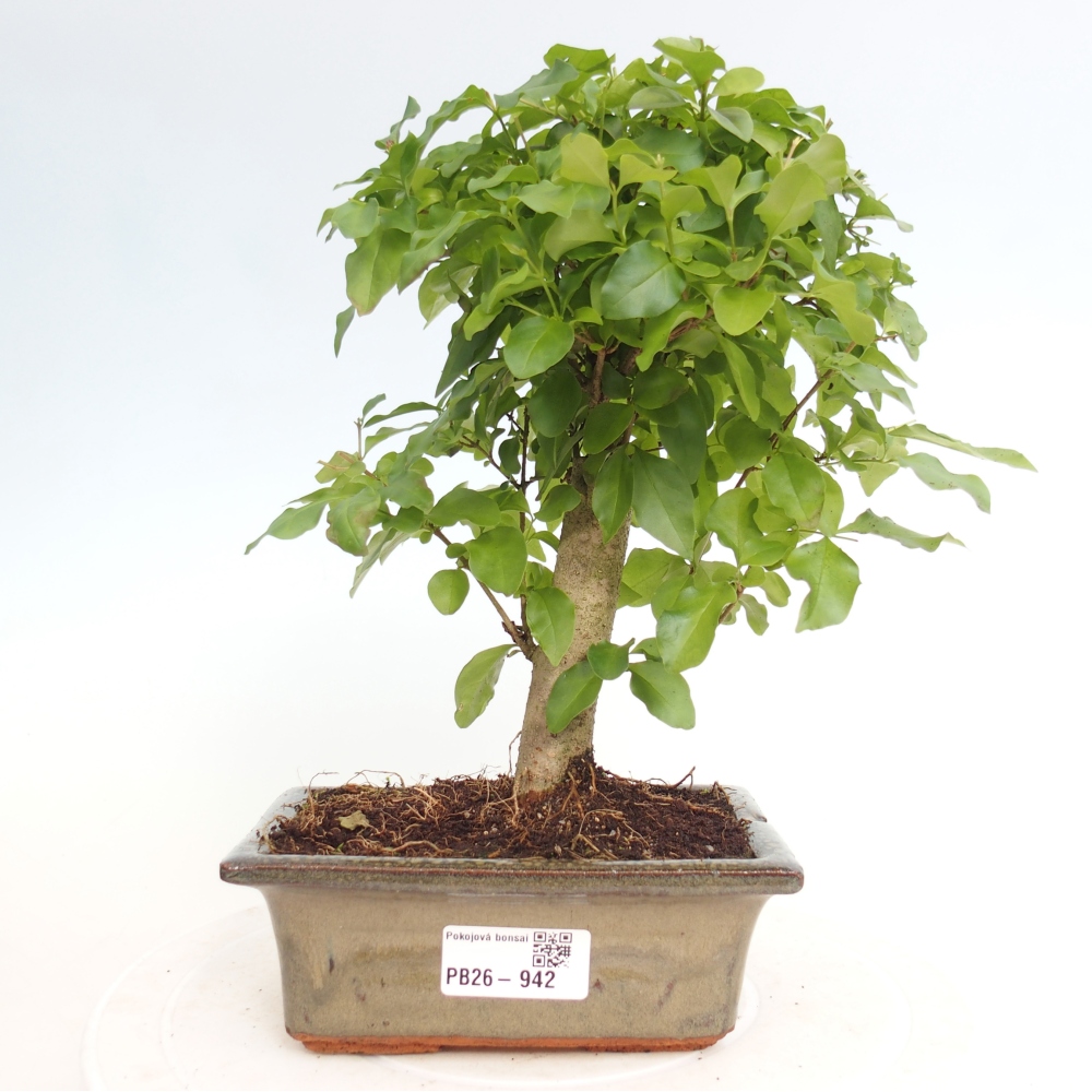 Camera bonsai -Ligustrum chinensis - Becco d'uccello