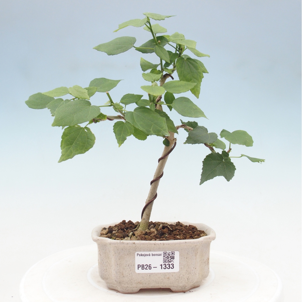 Bonsai da interno - Malvaviscus arboreus