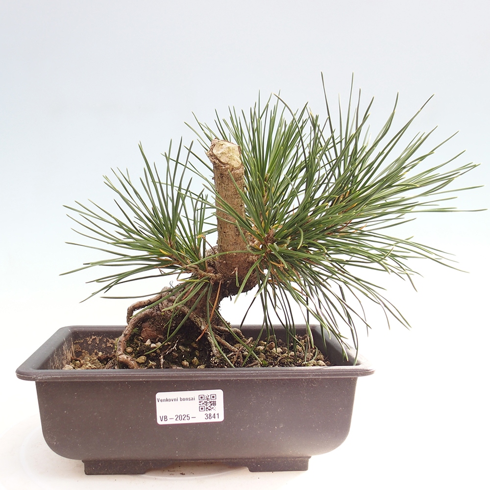 Bonsai da esterno - Pinus thunbergii - Pino di Thunberg