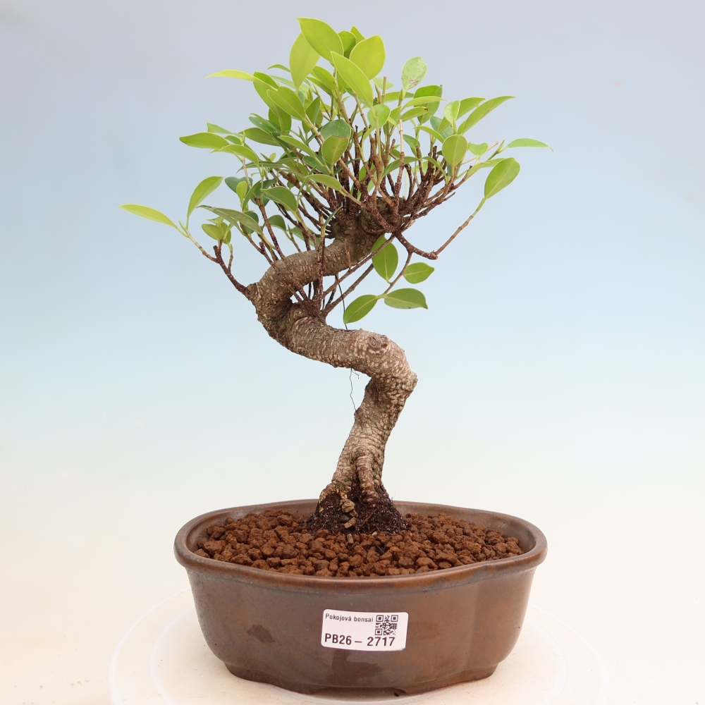 Camera bonsai - Ficus kimmen - ficus a foglie piccole