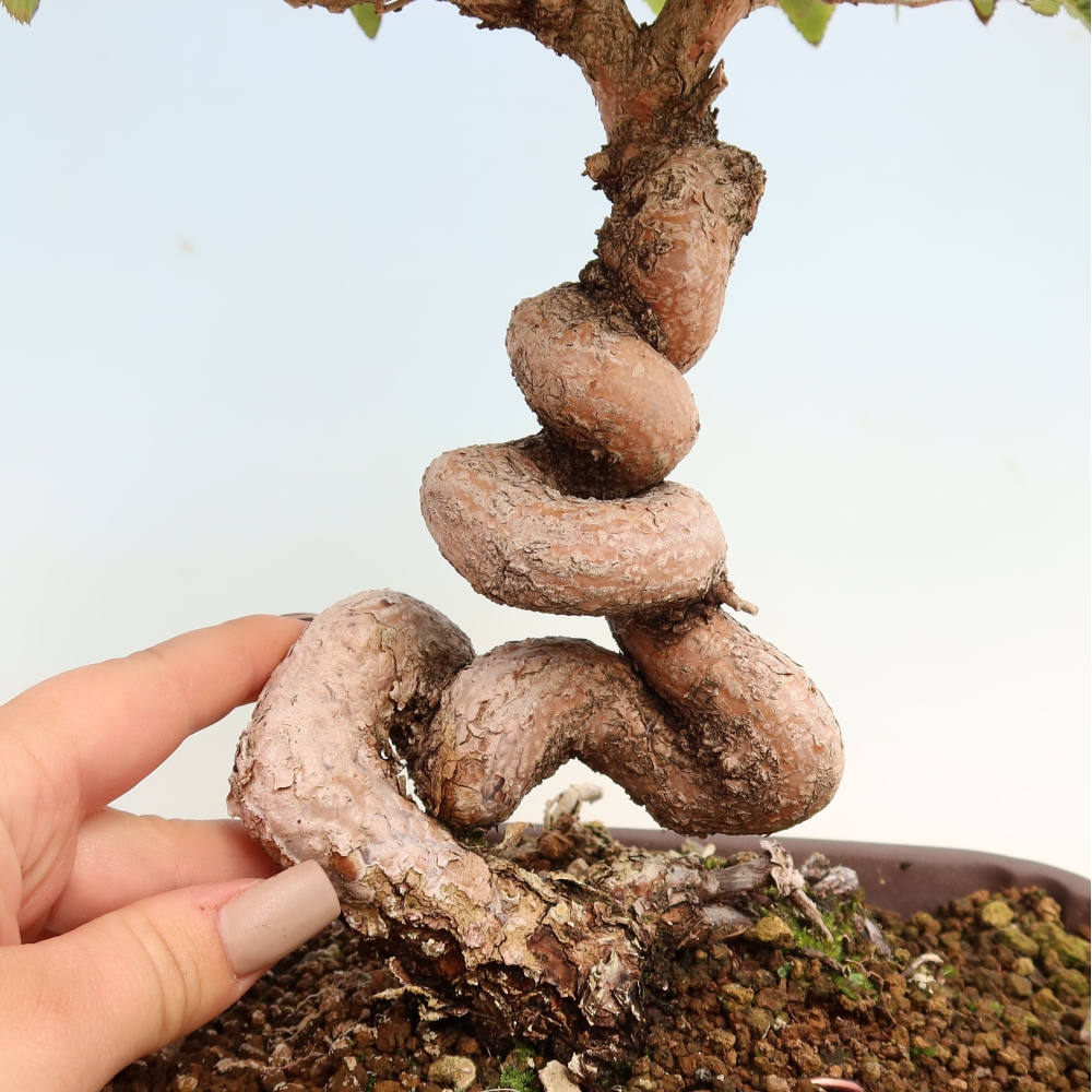 Bonsai da esterno -Carpinus CARPINOIDES - Carpino coreano