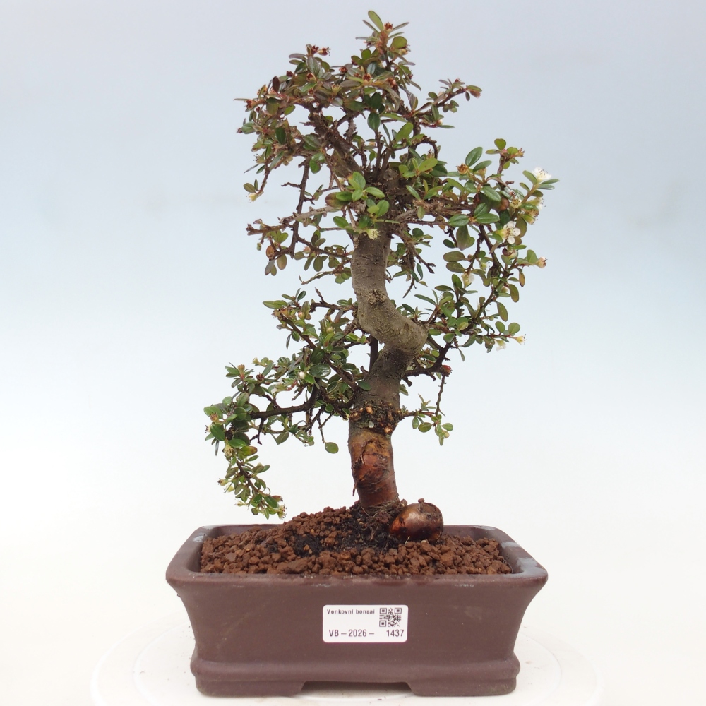 Bonsai da esterno - Cotoneaster dammeri - Roccia di Damer