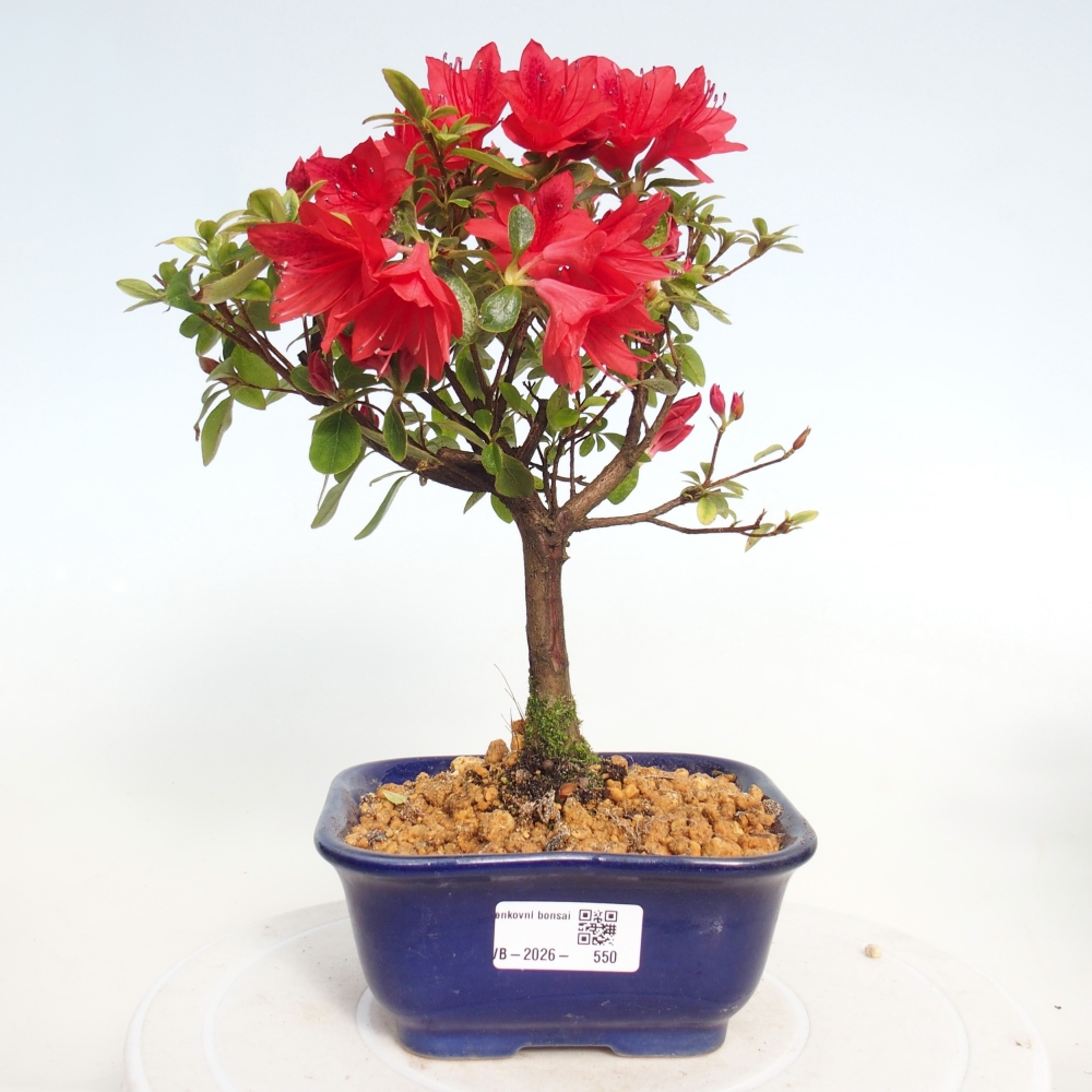 Bonsai da esterno - Azalea giapponese - Azalea sp.