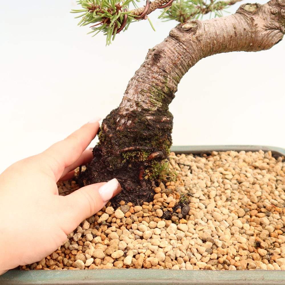 Bonsai da esterno - Pinus mugo Humpy  - Pino mugo