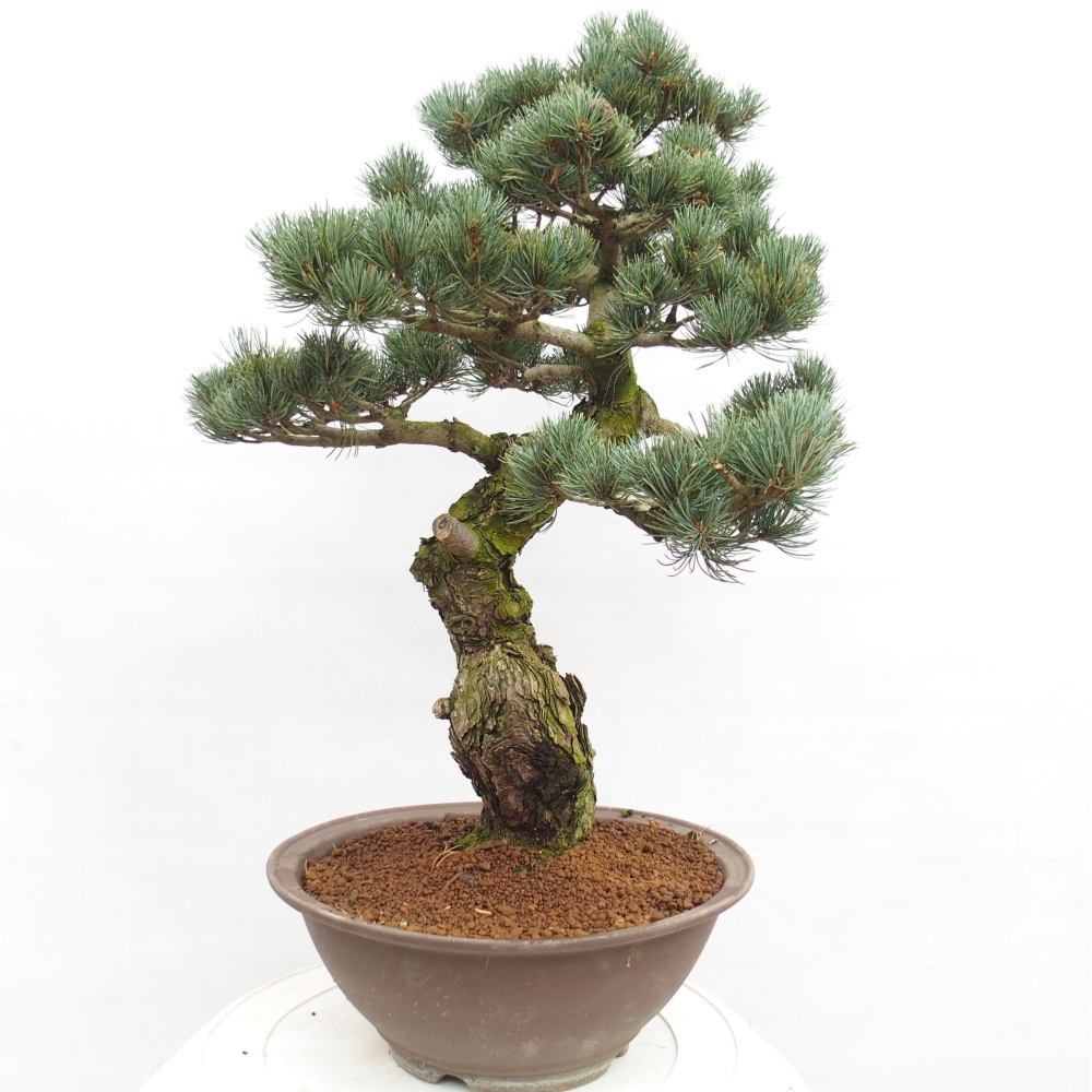 Bonsai da esterno - Pinus parviflora - Pinus parviflora