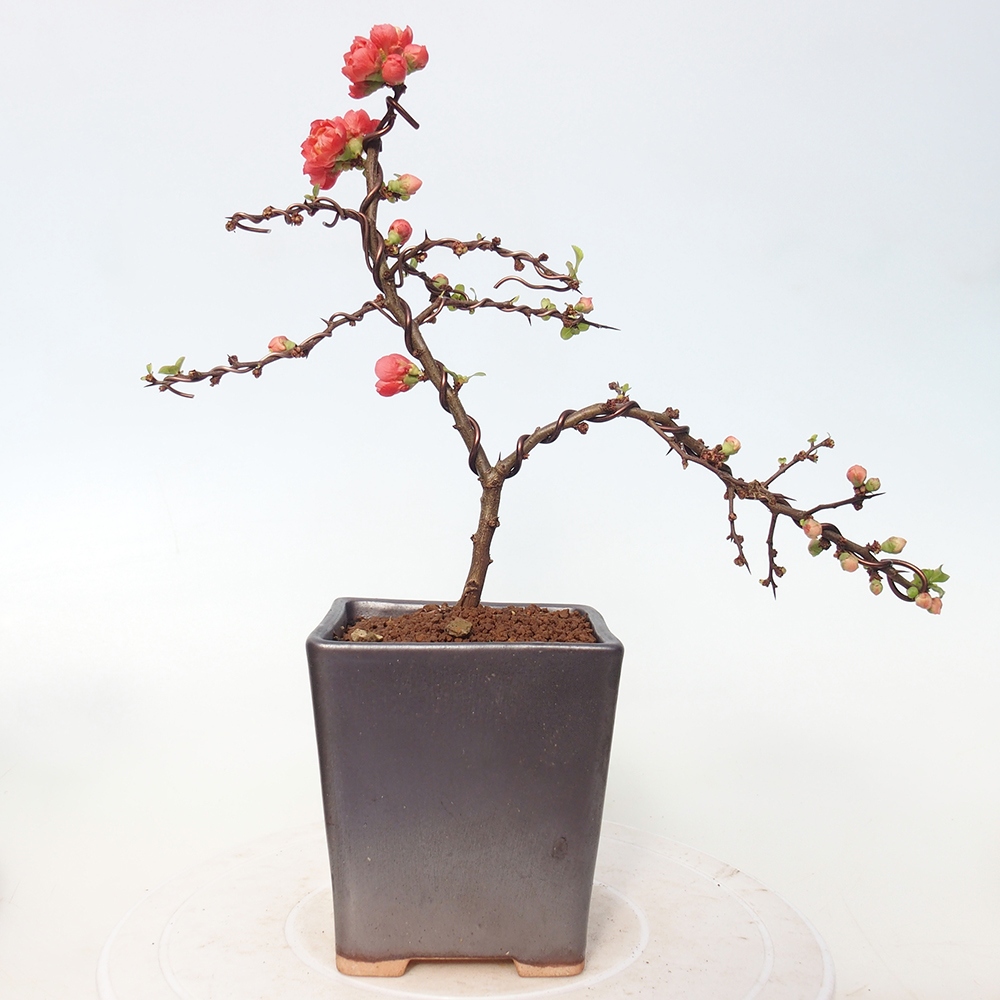 Bonsai da esterno - Chaneomeles s. Red Joy - Cotogno