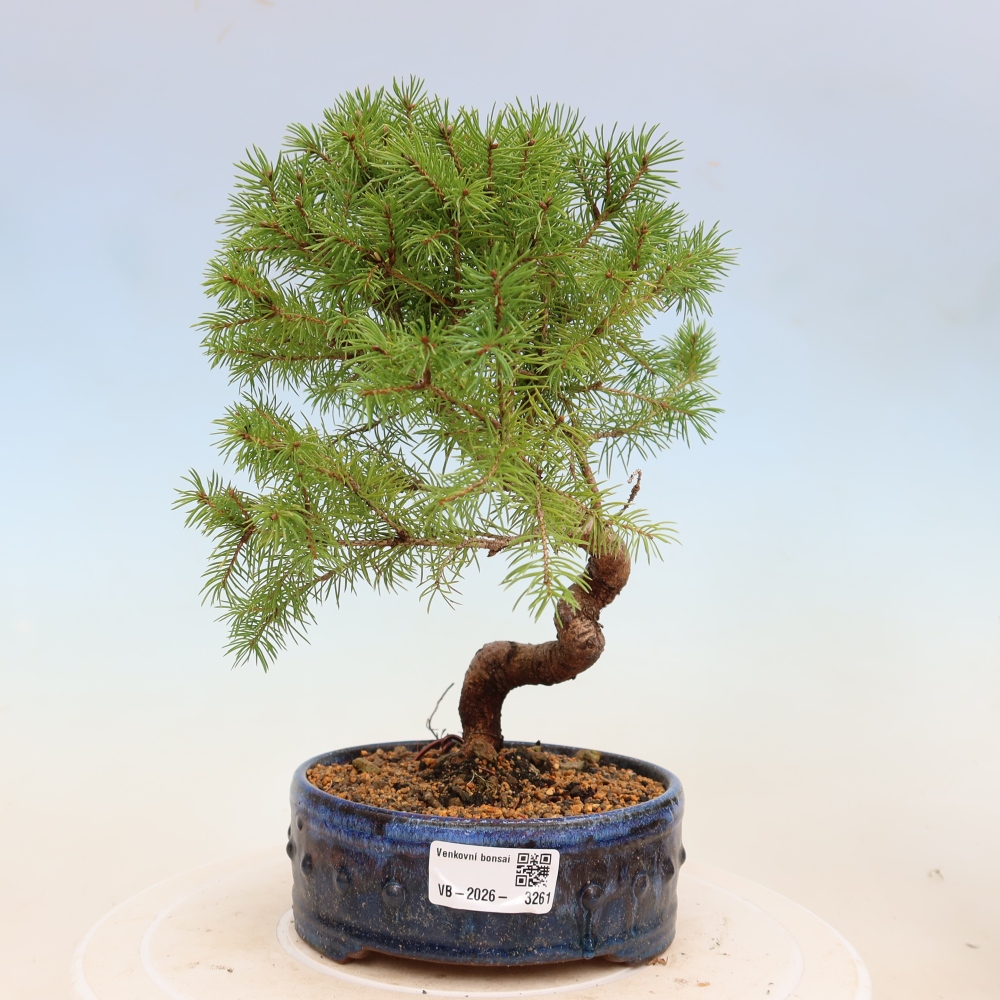 Bonsai da esterno - Abete rosso - Picea glauca globo