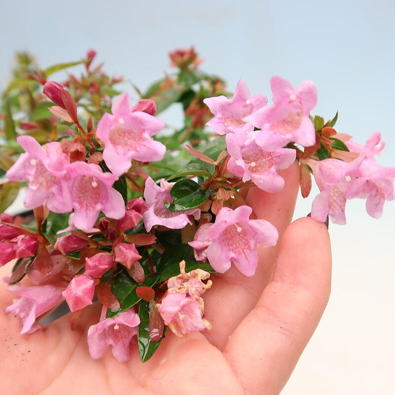 Bonsai da esterno - Abelia Grandiflora - Abelia grandiflora