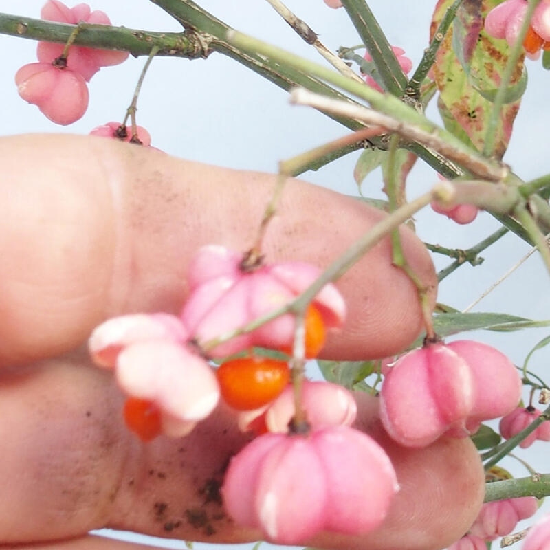 Bonsai da esterno - Olmo europeo - euonimus