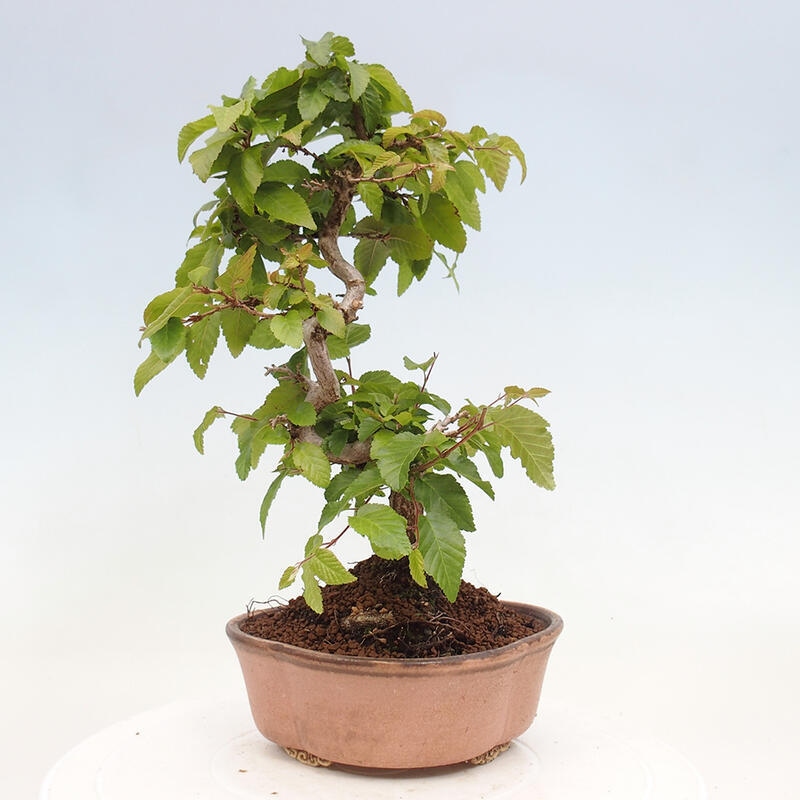 Bonsai da esterno -Carpinus CARPINOIDES - Carpino coreano