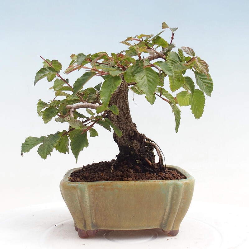 Bonsai da esterno -Carpinus CARPINOIDES - Carpino coreano
