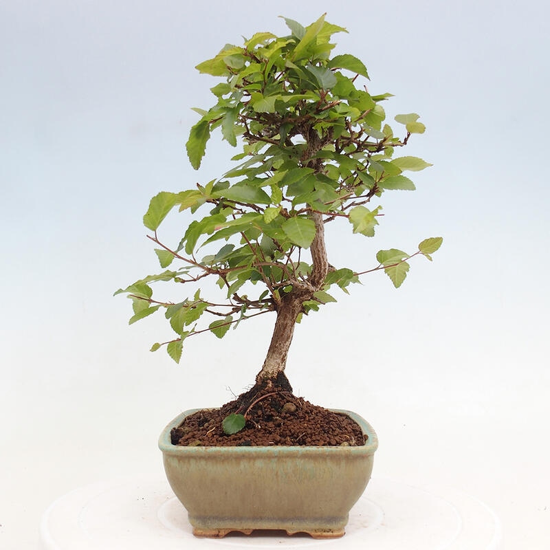 Bonsai da esterno -Carpinus CARPINOIDES - Carpino coreano