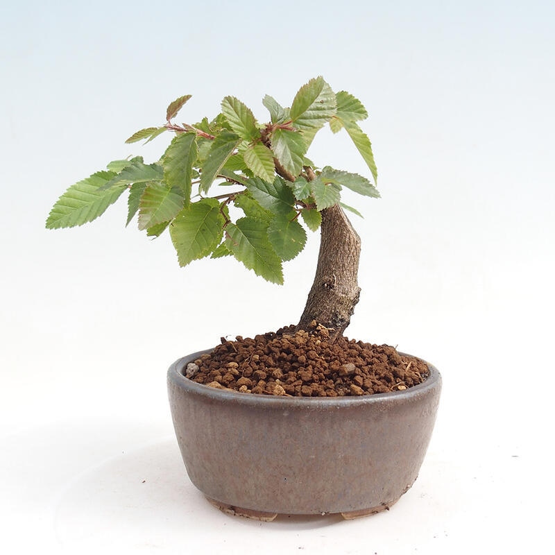 Bonsai da esterno -Carpinus CARPINOIDES - Carpino coreano