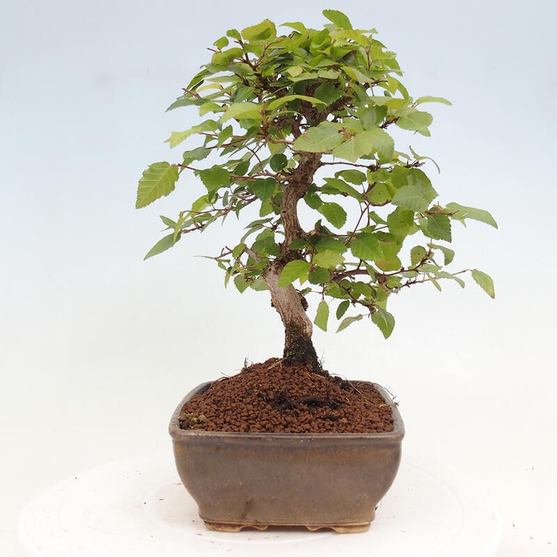 Bonsai da esterno -Carpinus CARPINOIDES - Carpino coreano