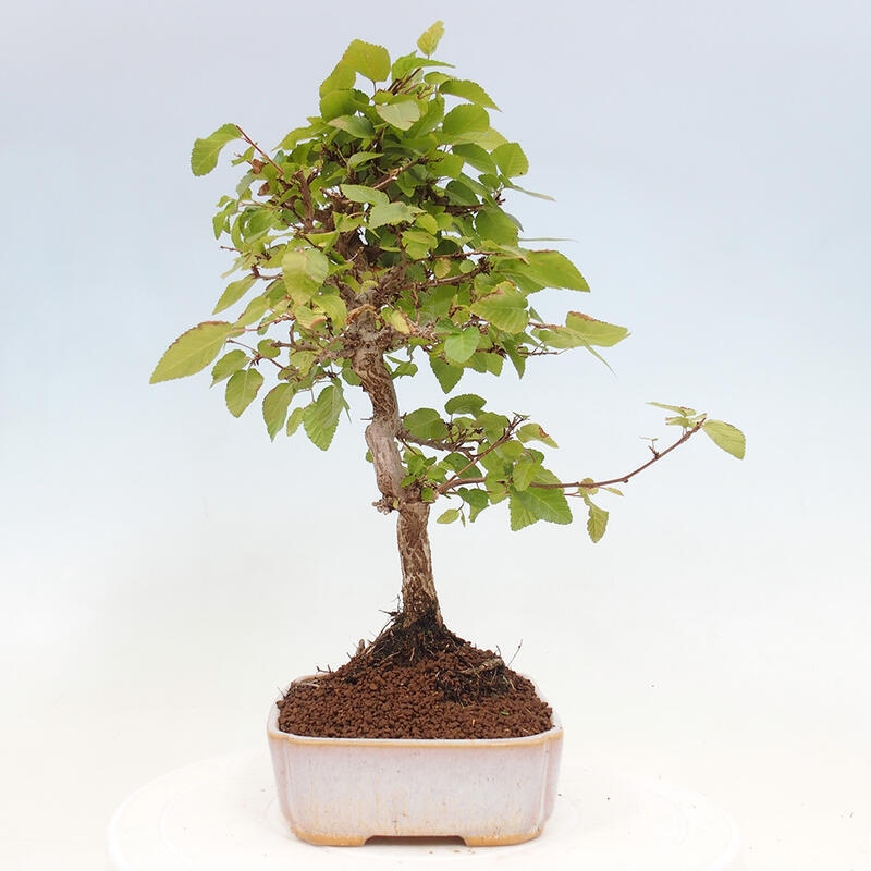 Bonsai da esterno -Carpinus CARPINOIDES - Carpino coreano