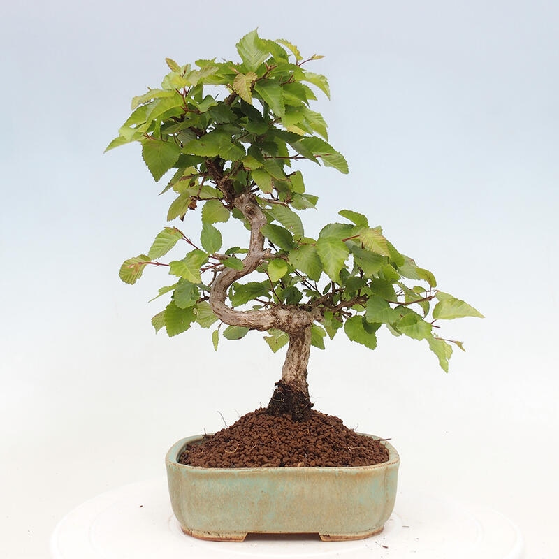 Bonsai da esterno -Carpinus CARPINOIDES - Carpino coreano