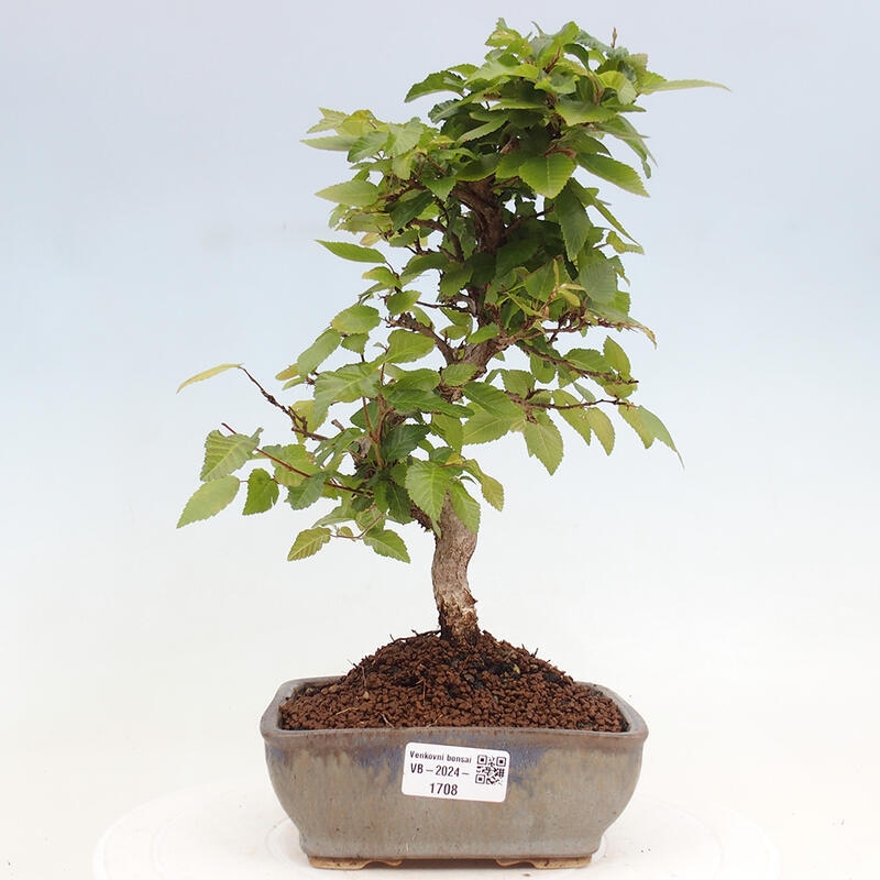 Bonsai da esterno -Carpinus CARPINOIDES - Carpino coreano