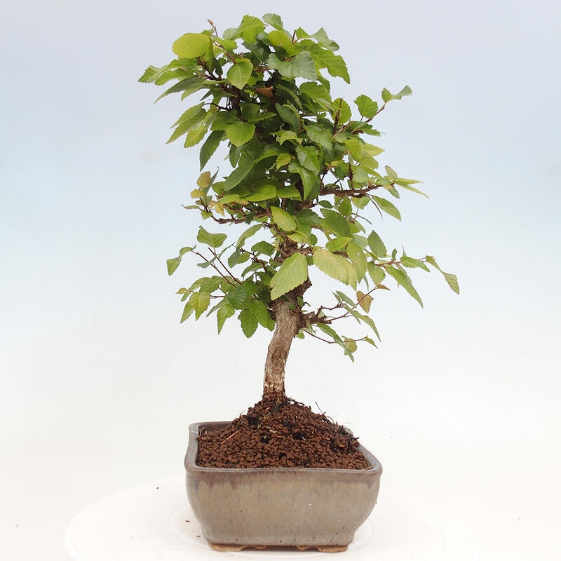 Bonsai da esterno -Carpinus CARPINOIDES - Carpino coreano