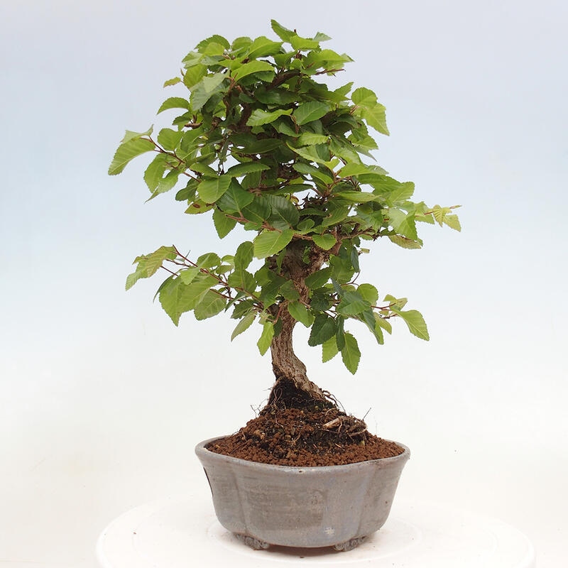 Bonsai da esterno -Carpinus CARPINOIDES - Carpino coreano