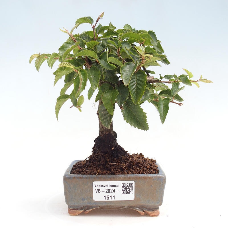 Bonsai da esterno -Carpinus CARPINOIDES - Carpino coreano