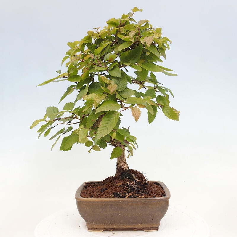Bonsai da esterno -Carpinus CARPINOIDES - Carpino coreano