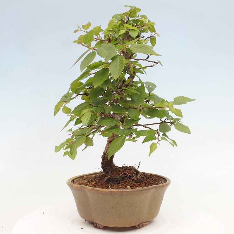 Bonsai da esterno -Carpinus CARPINOIDES - Carpino coreano