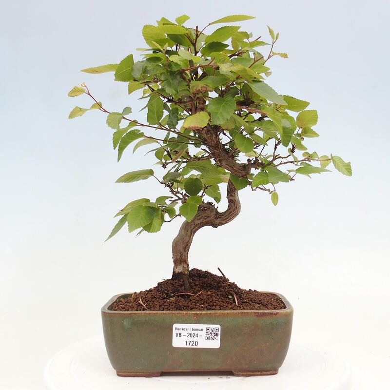 Bonsai da esterno -Carpinus CARPINOIDES - Carpino coreano
