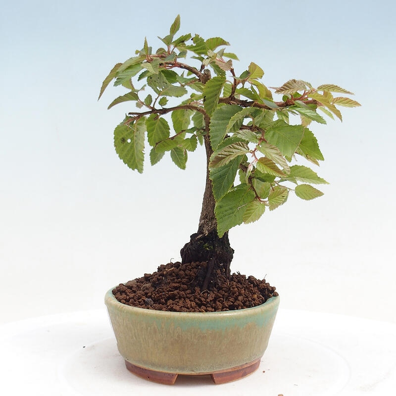 Bonsai da esterno -Carpinus CARPINOIDES - Carpino coreano