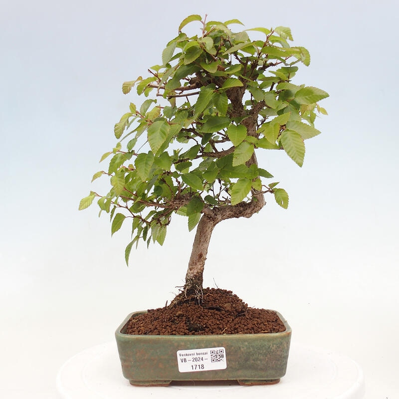 Bonsai da esterno -Carpinus CARPINOIDES - Carpino coreano